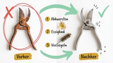 Rost entfernen von Metall – Vorher-Nachher-Vergleich einer Gartenschere nach Abbürsten, Essigbad und Versiegelung mit Öl